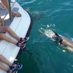 dolphin-watching-boat-tour-catamaran