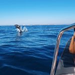 dolphin-watching-boat-tour-speedboat-From Lagos-5
