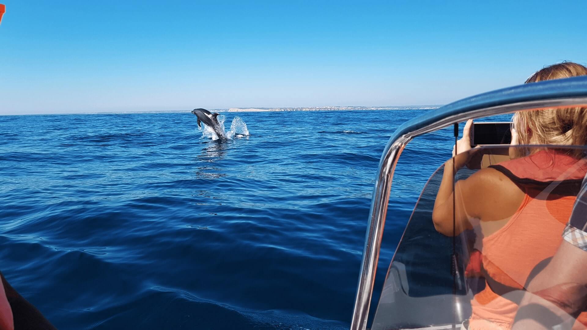 Dolphin whatchin from lagos whit our fast speedboat