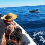 dolphin-watching-boat-tour-speedboat-From Lagos-3